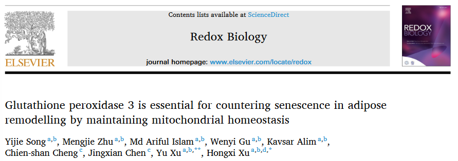 万象城官网首席教授徐宏喜团队研究揭示谷胱甘肽过氧化物酶3参与脂肪组织重塑过程的作用机制